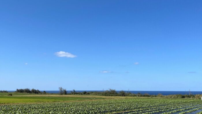 自然の色参考画像