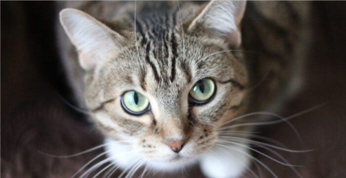 観察する猫画像