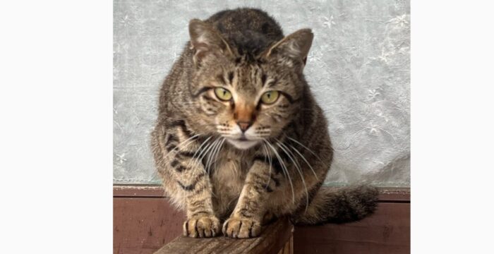 観察する猫画像