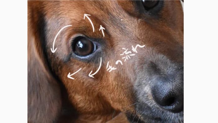 犬の毛の流れの説明写真