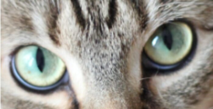 猫の毛の説明写真