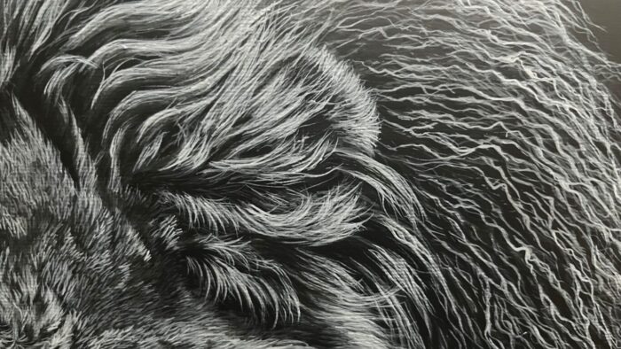 毛の質感説明写真