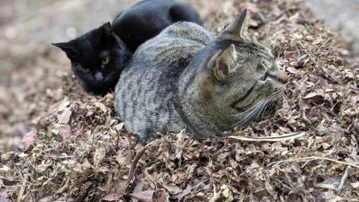 玉野御嶽神社の猫画像