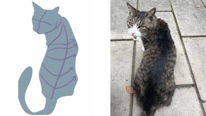 猫の書き方説明写真