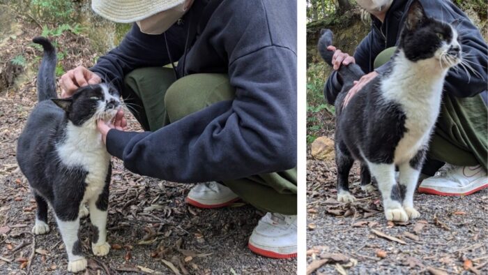 玉野御嶽神社の猫画像