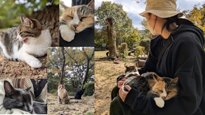 玉野御嶽神社の猫画像