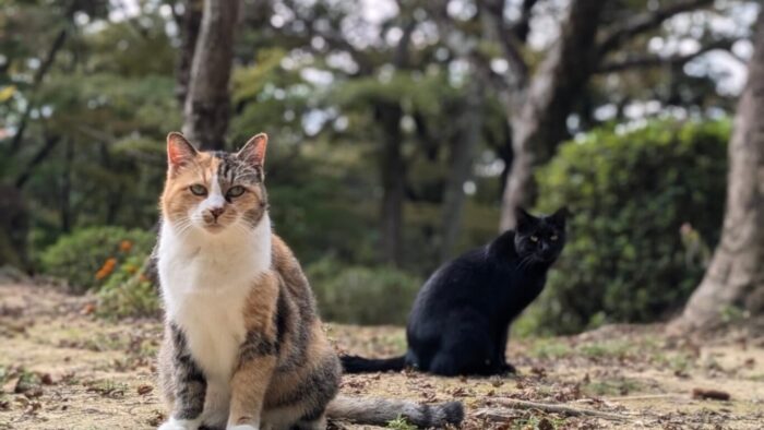 玉野御嶽神社の猫画像