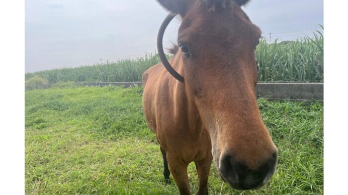 動物の骨格筋肉、参考画像