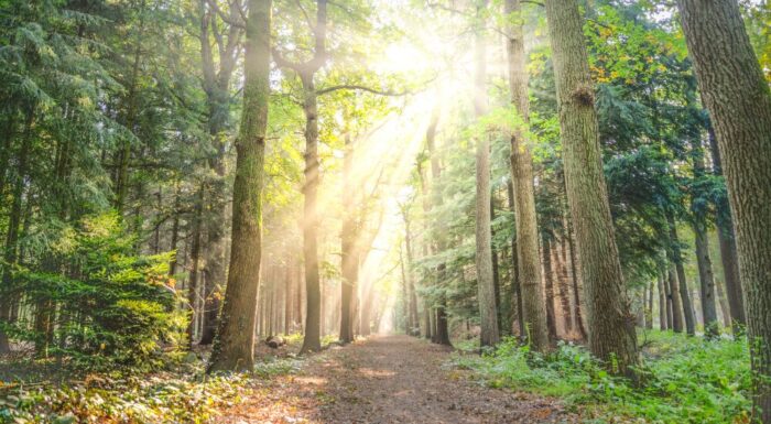 道を探す参考画像