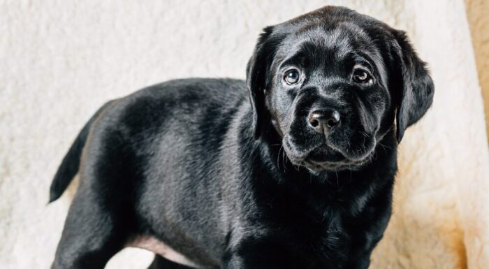 黒の動物光沢感参考画像