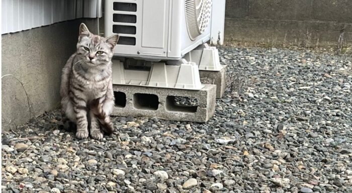 野良猫ベル画像