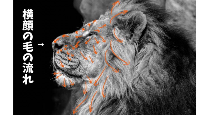横顔の毛の流れ参考画像