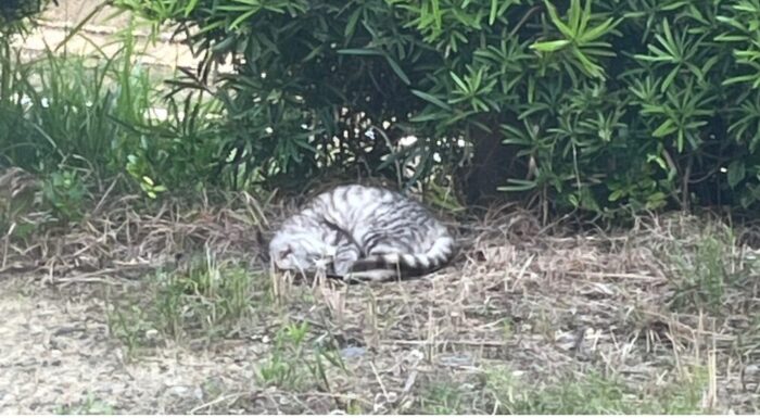 野良猫ベルゴロゴロ画像