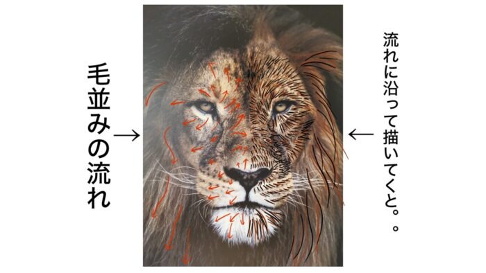 毛並みの流れ参考画像