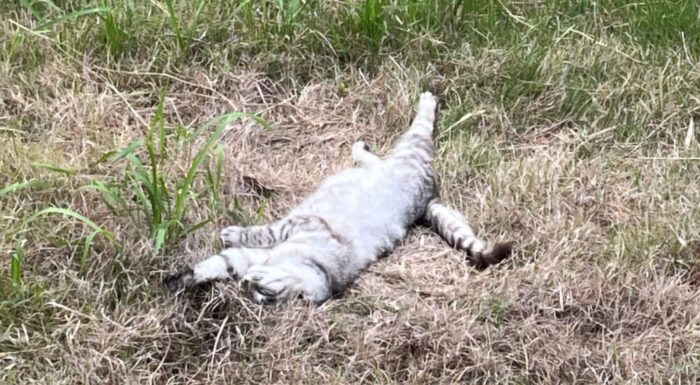 野良猫を眺める時間画像