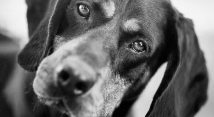 白黒のメリット画像