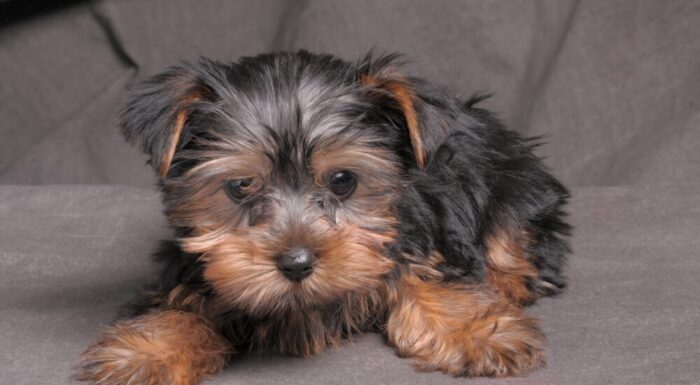 クック参考画像