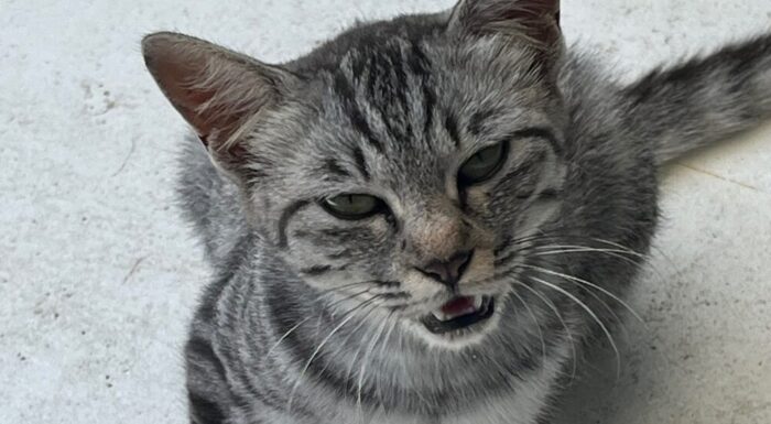 戸惑うベル画像