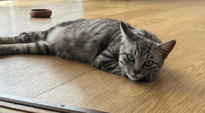 くつろぐベル画像