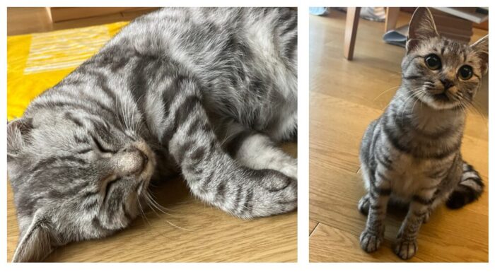 ベルが教えてくれたこと参考画像