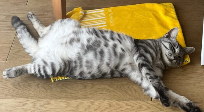 仰向けで寝るベル画像