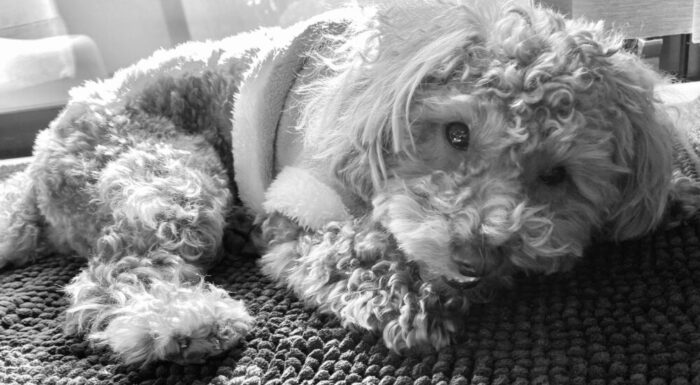 ワンちゃんの画像